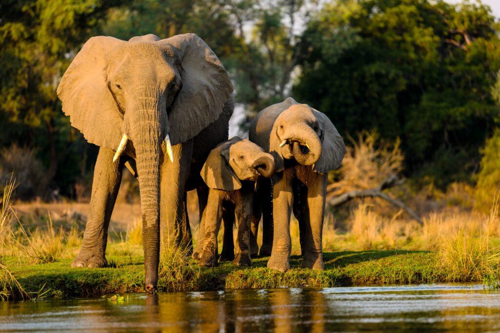 where to see the Big 5 in Tanzania