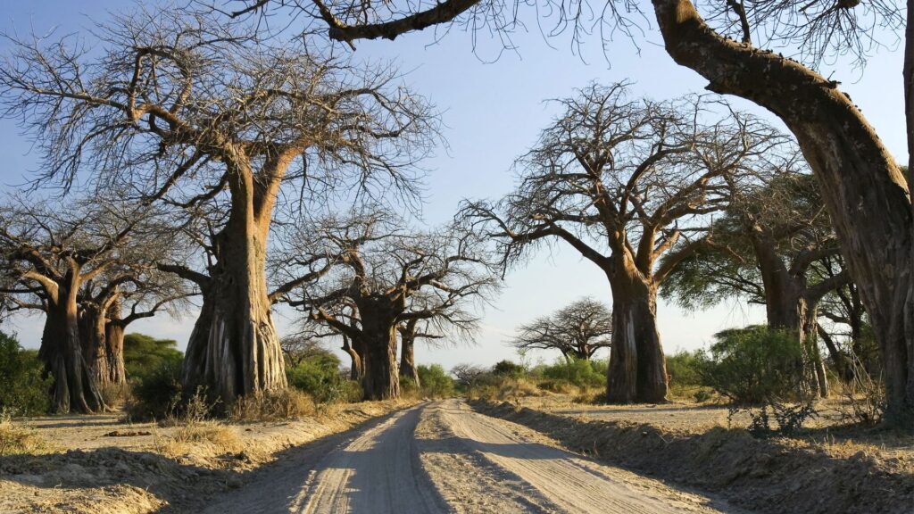ruaha national park