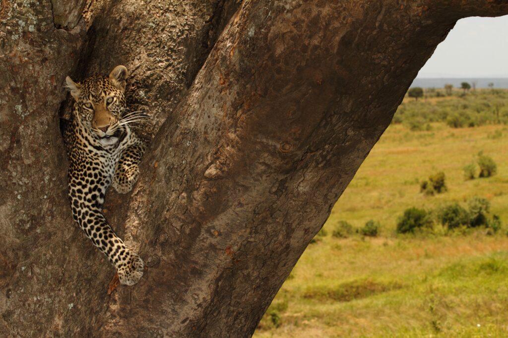 best serengeti adventures stories