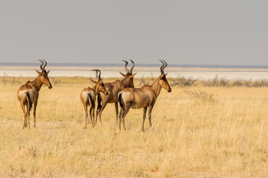 top animals in Serengeti