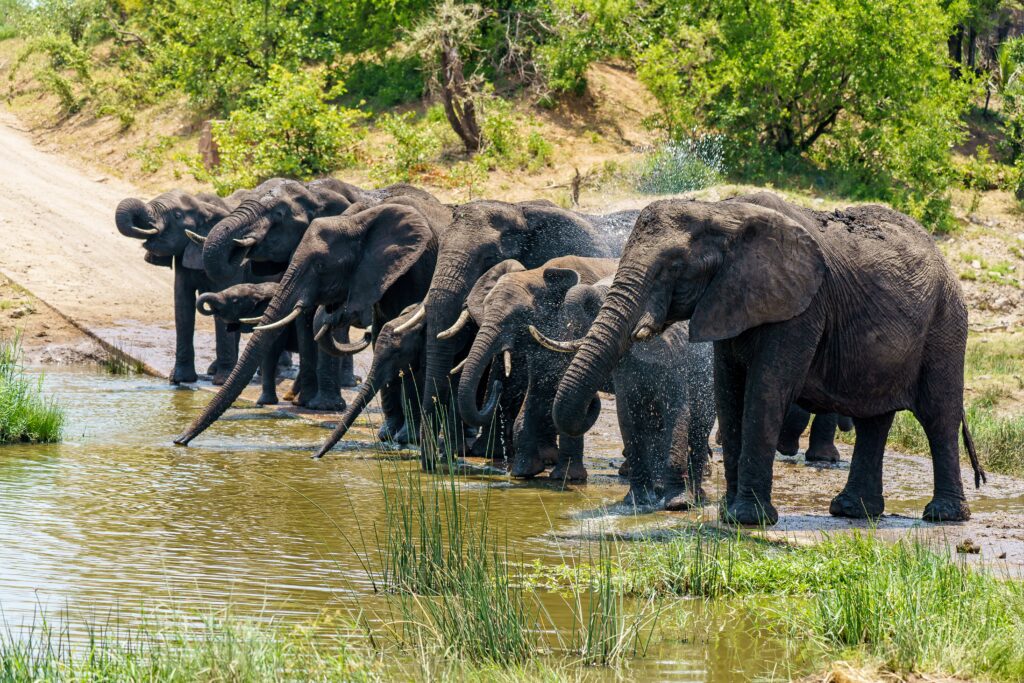 best time to visit Tarangire National Park