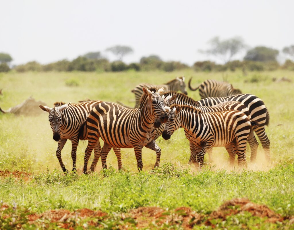 Ultimate Tarangire Wildlife Guide