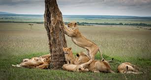 Animals to See in Safari in Tanzania