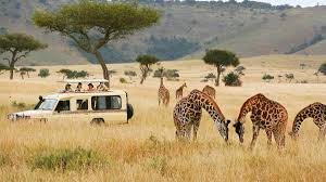 serengeti safari guide