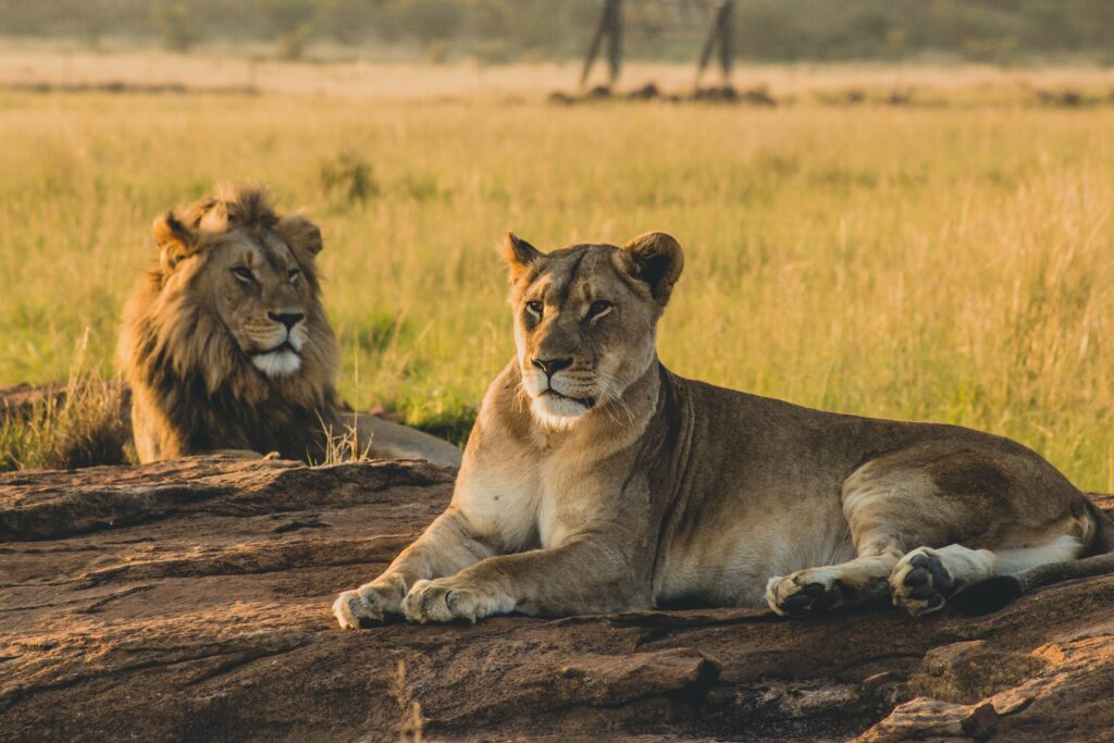 Best Tarangire Safari Highlights