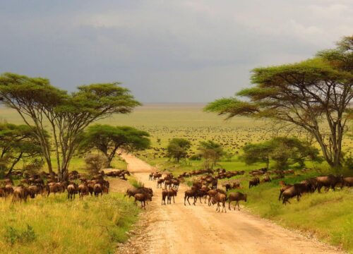 6 Days Joining Safaris, Serengeti,Tarangire, Ngorongoro, Lake Manyara