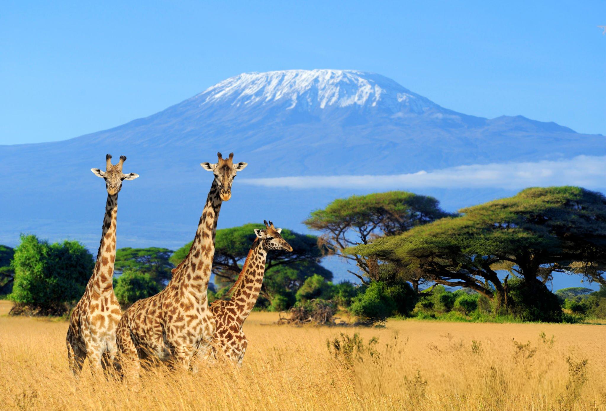 Kilimanjaro