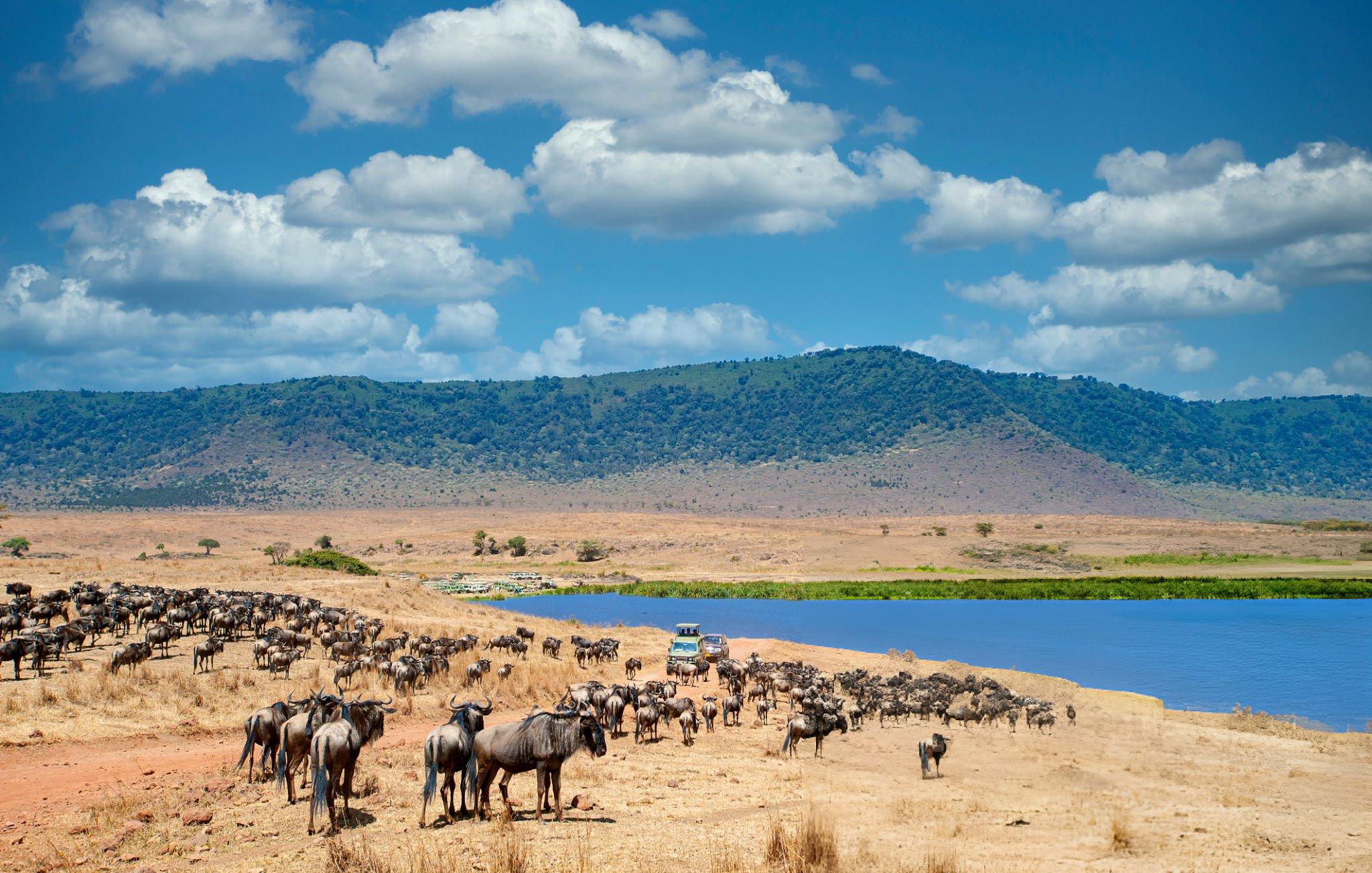 Ngorongoro