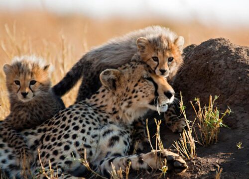 Common safari mistakes to avoid in Tanzania (2026)