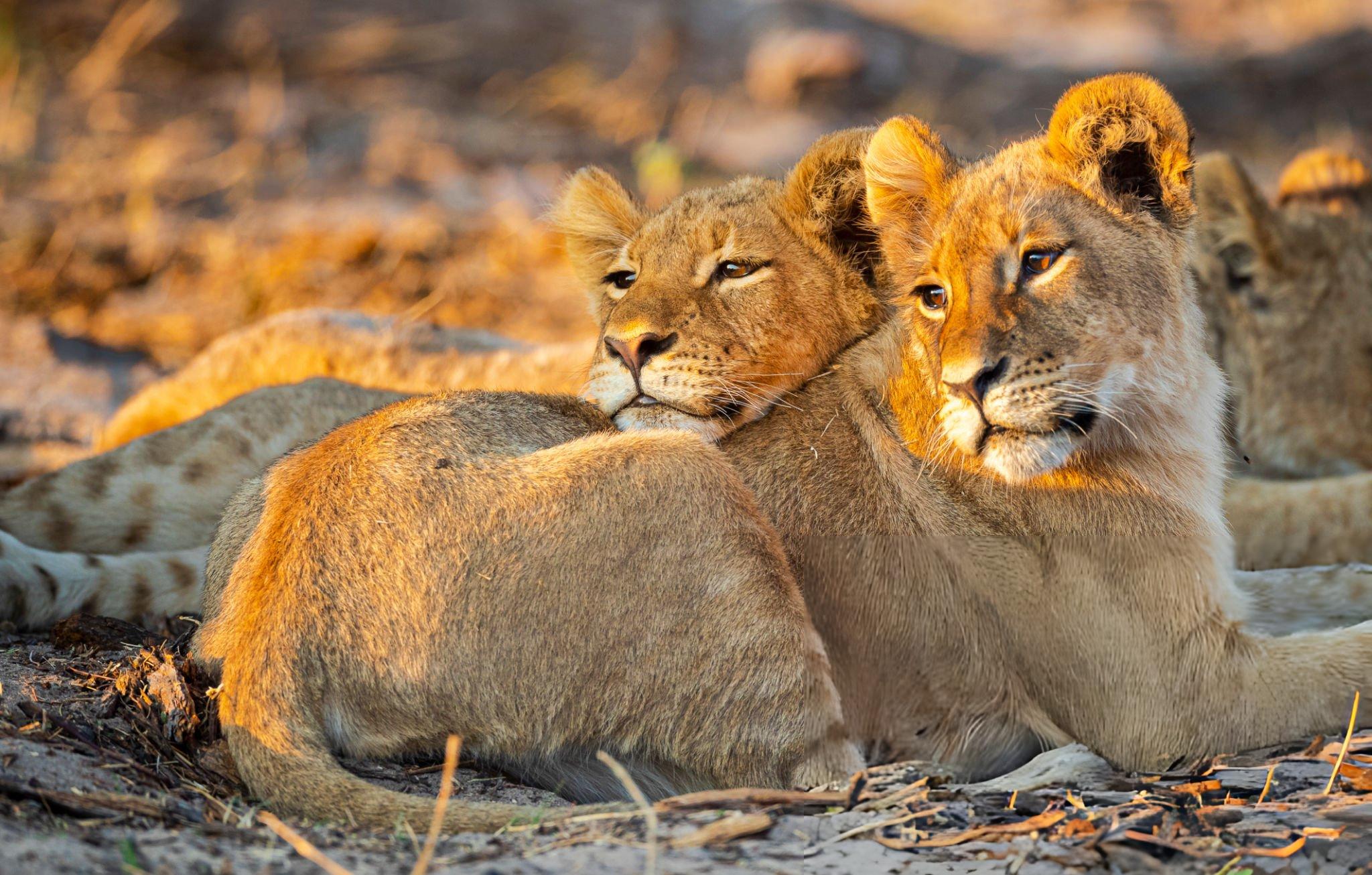 rare animals you can only see in Tanzania