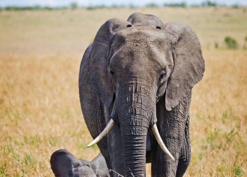 Ultimate Guide to Tanzania Safari Adventure 2026