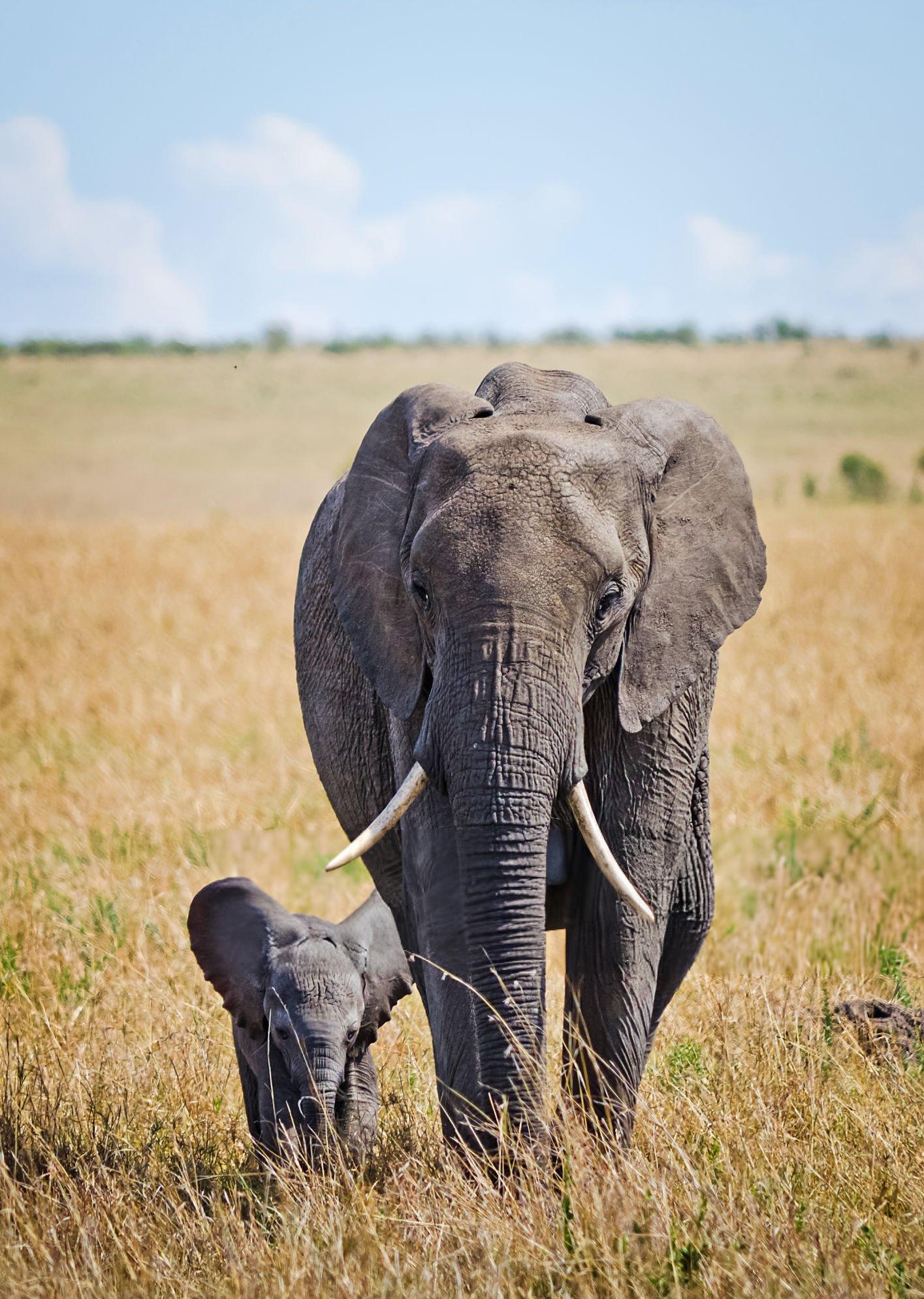 Tanzania safari adventure