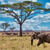 best time to visit Tanzania