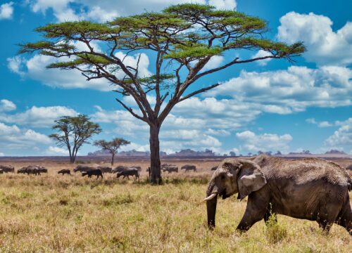 Best Time to Visit Tanzania (2026)