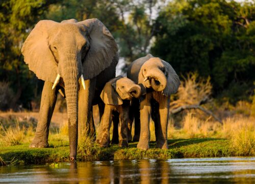 Where to See the Big 5 in Tanzania?