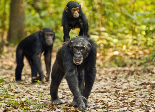 Gombe National Park Packing List (2026)