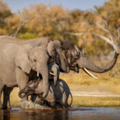 best Tarangire elephant viewing poin