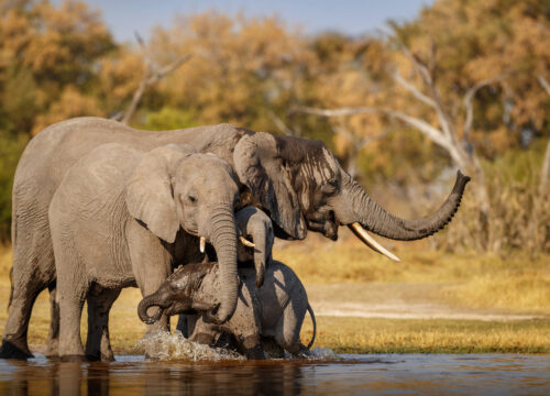 Best time to visit Tarangire National Park (2026)