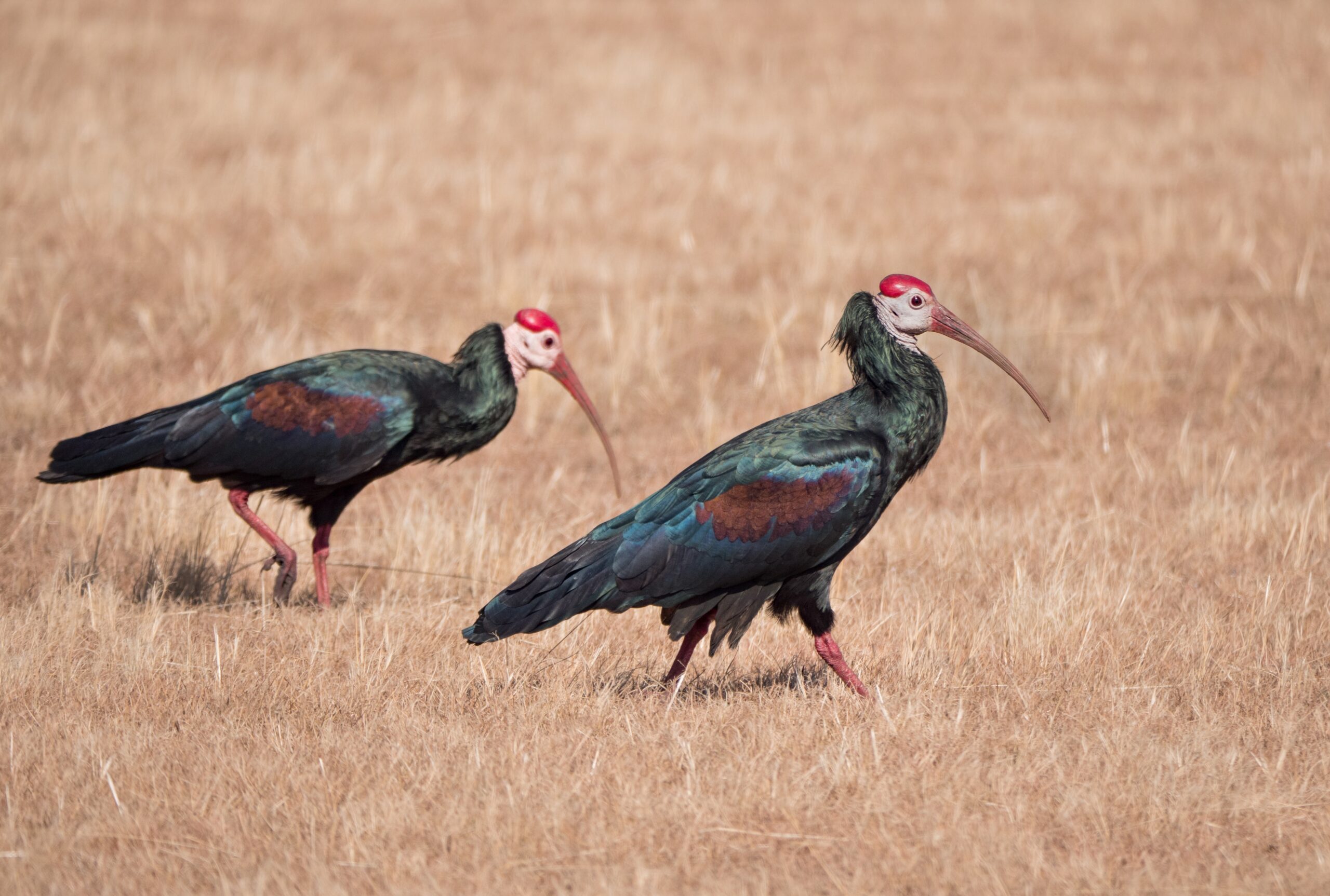 best Tarangire birds watching tips