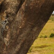 top safari routes in Serengeti