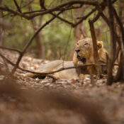 Ultimate Tarangire Wildlife Guide