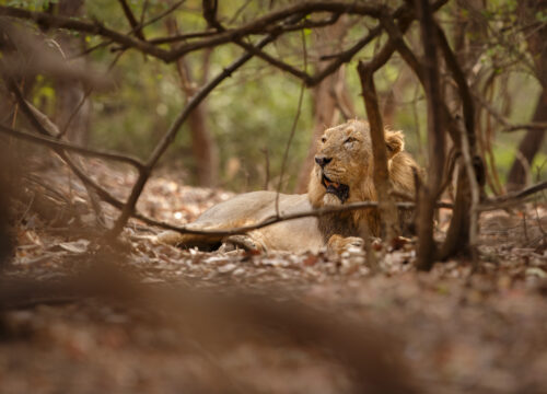 Serengeti hidden gems (2026)