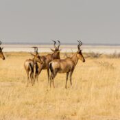 serengeti migrtion explained