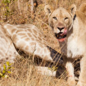 best day trips in Serengeti