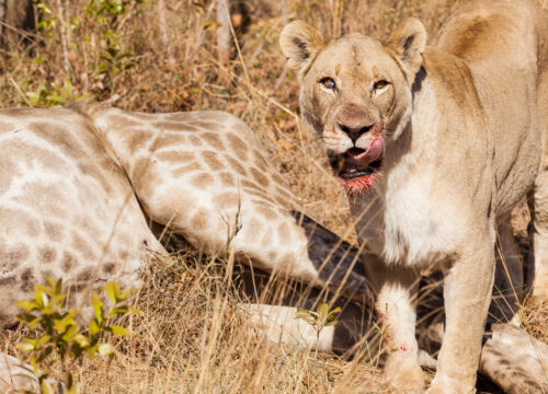 Top animals in serengeti (2026)