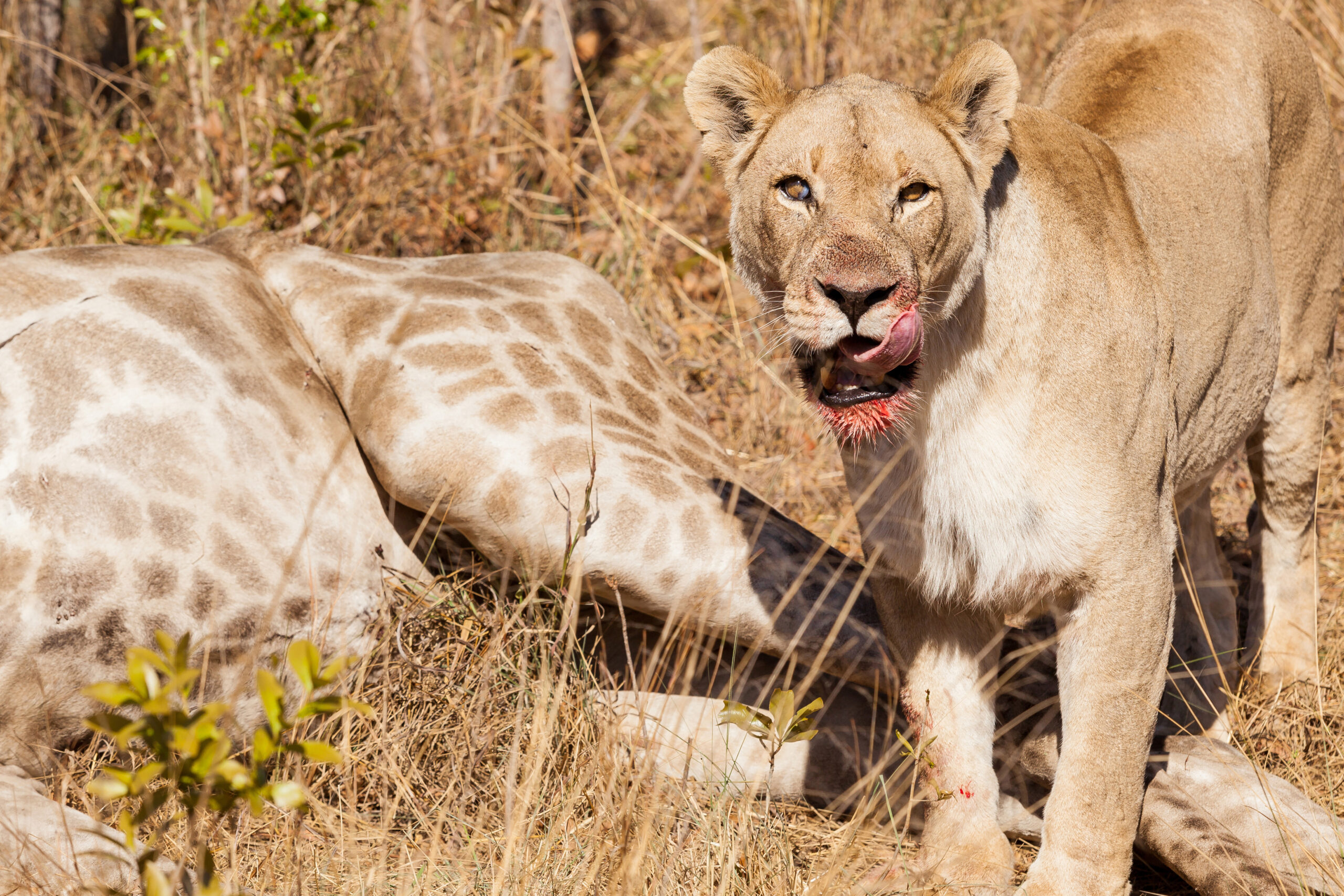 best day trips in Serengeti