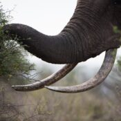 best Tarangire elephant viewing point