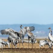 Best Serengeti bird watching