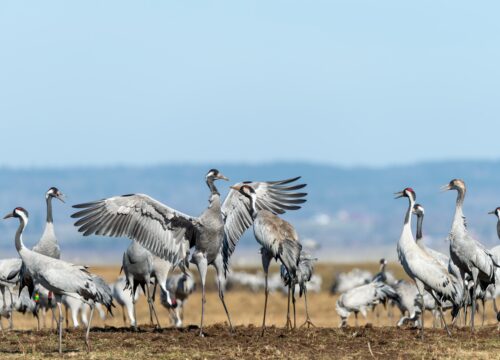 Best serengeti bird watching (2026)