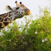 best Serengeti eco-tourism tips