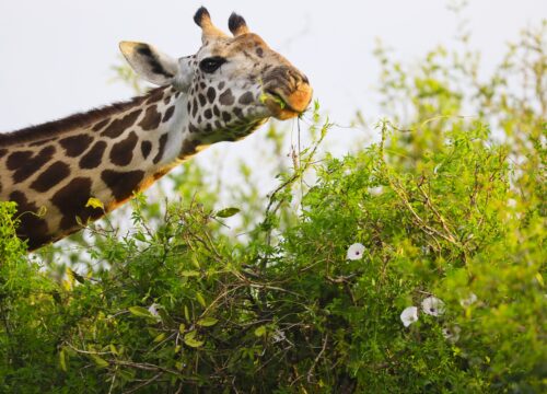 Serengeti safari tips (2026)