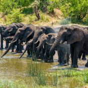best Tarangire elephant viewing point