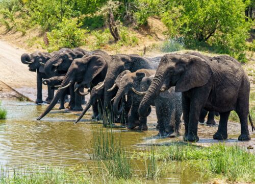 best Tarangire elephant viewing point (2026)