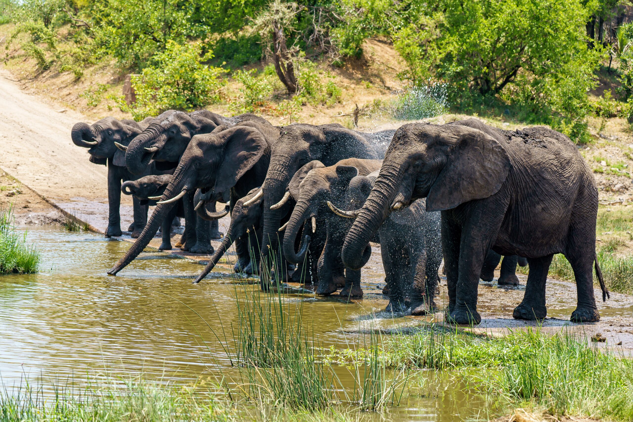 best Tarangire elephant viewing point