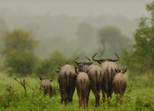 Wildlife on Mount Meru – A Complete Guide to Animals, Birds, and Nature Encounters(2026)