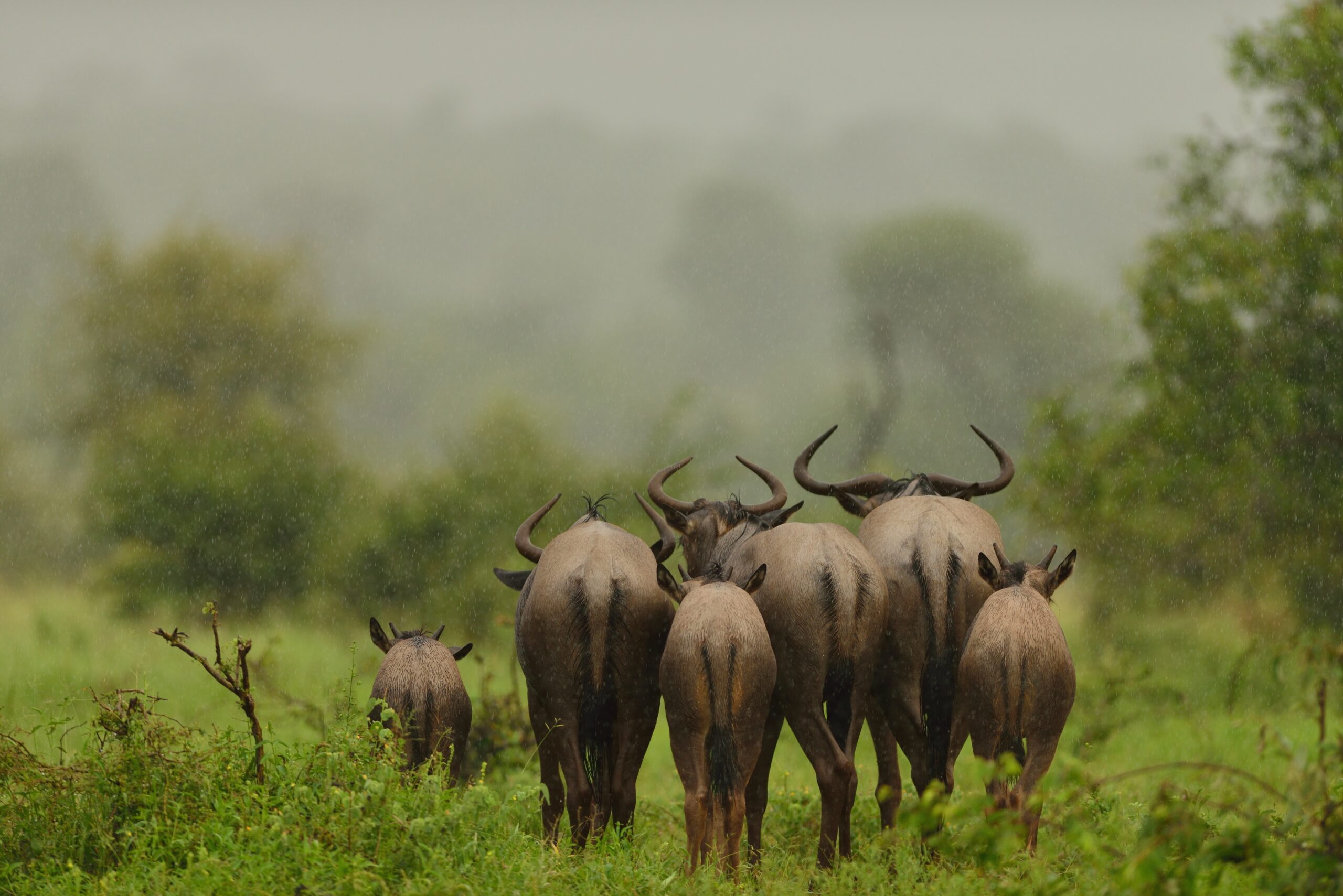 Wildlife on Mount Meru