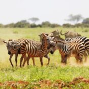 best Tarangire travel tips
