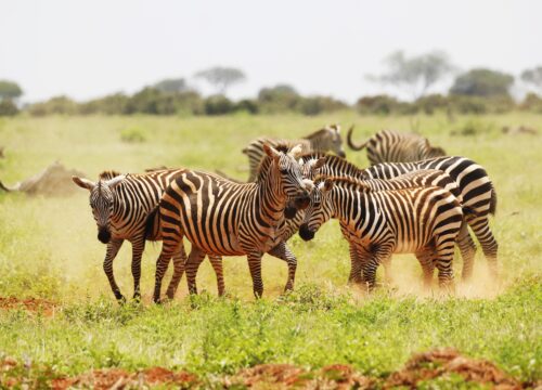 Best Tarangire travel tips (2026)