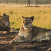 best Tarangire safari packages