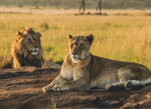 Best Tarangire safari packages (2026)