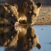 top safari routes in Serengeti