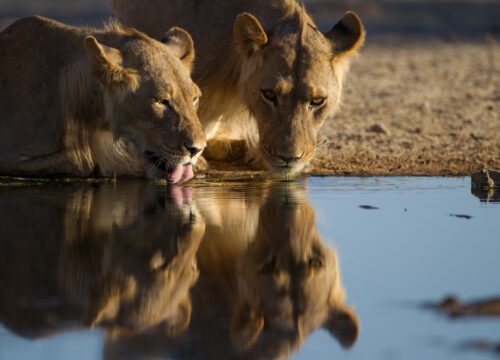 Serengeti safari costs (2026)