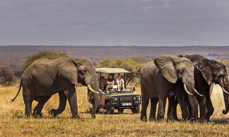 Animals to See in Safari in Tanzania