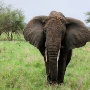 The Best 7 Day Tarangire, Ngorongoro and Serengeti 2026,2027 & 2028