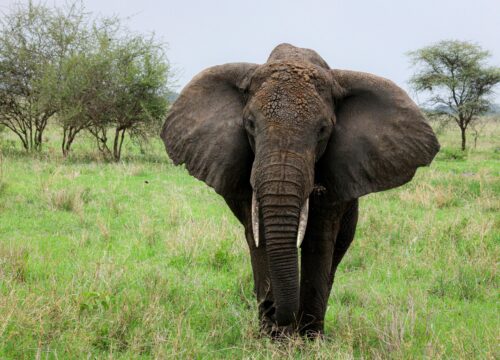 The Best 7 Day Tarangire, Ngorongoro and Serengeti 2026,2027 & 2028