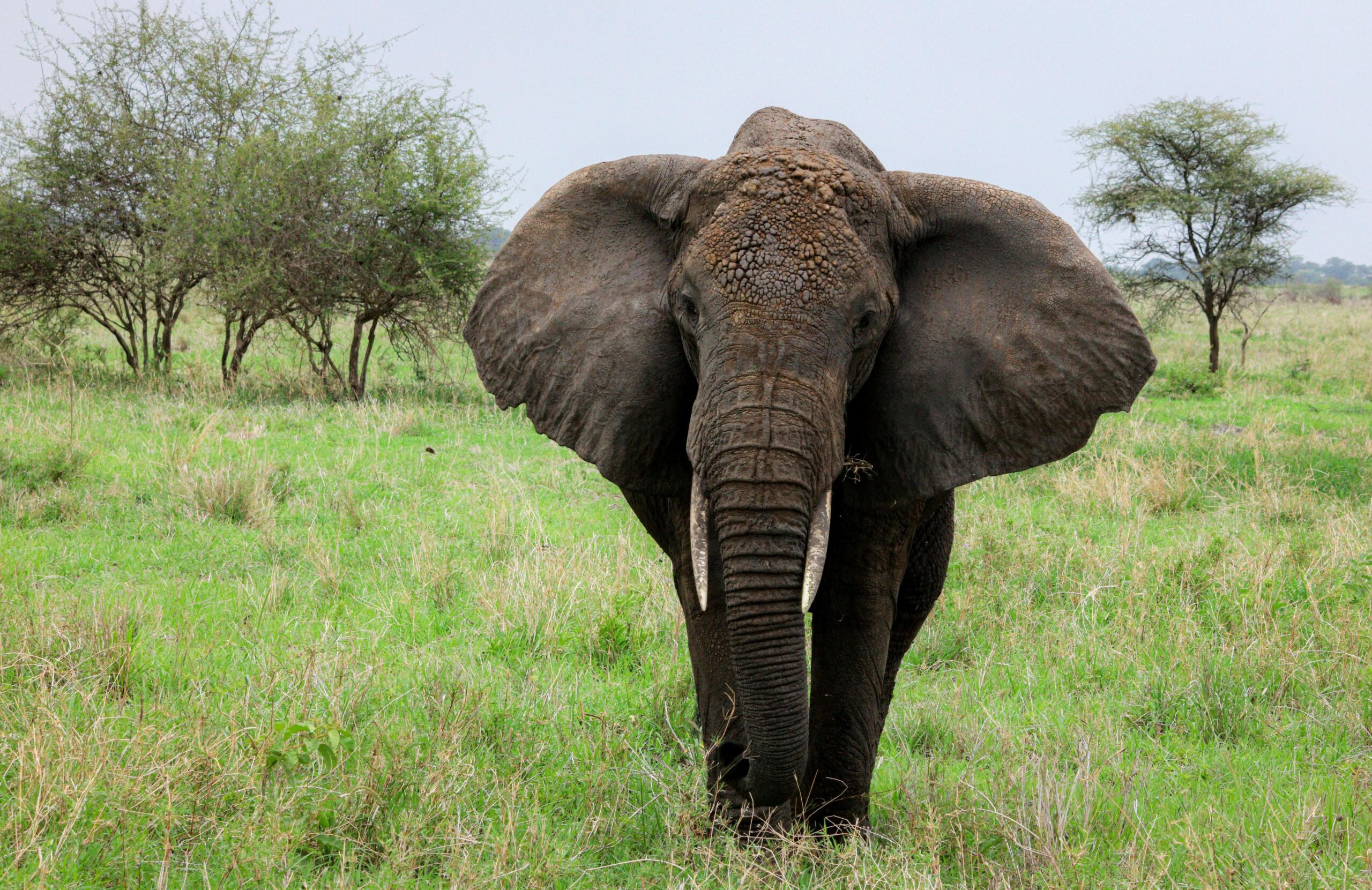The Best 7 Day Tarangire, Ngorongoro and Serengeti 2026,2027 & 2028